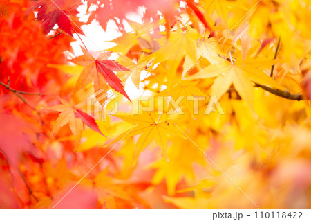 紅葉 紅葉 110118422