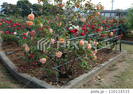 荒尾市 おもやい市民花壇 バラの花、 荒尾市 おもやい市民花壇 バラの花、 110118535