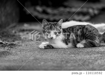 カメラ目線の子猫チャー カメラ目線の子猫チャー 110118592