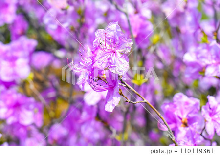 Rhododendron mucronulatum growing in Far East of Russia in spring 110119361