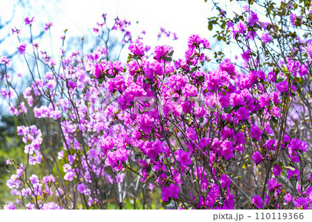 Rhododendron mucronulatum growing in Far East of Russia in spring 110119366
