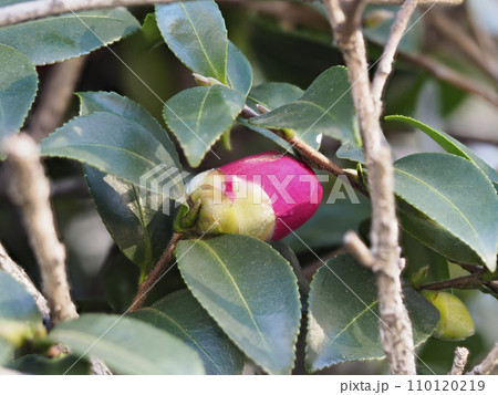 山茶花の鮮やかな蕾 110120219