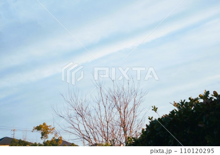 冬空の下に落葉樹が立っている 冬空の下に落葉樹が立っている 110120295