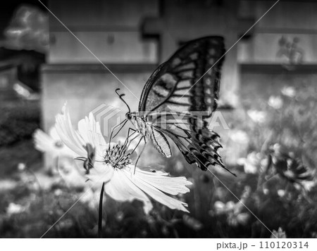 秋桜にとまるアゲハチョウ 110120314