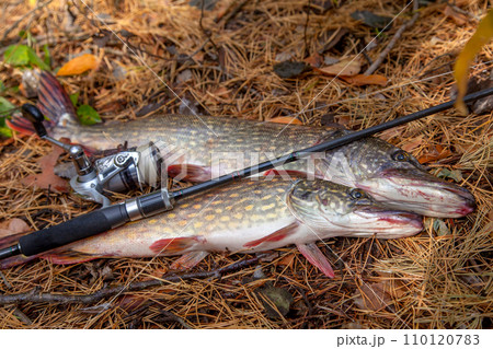 Freshwater pike fish. Two freshwater pike fish and fishing rod with reel on yellow leaves at autumn time.. 110120783