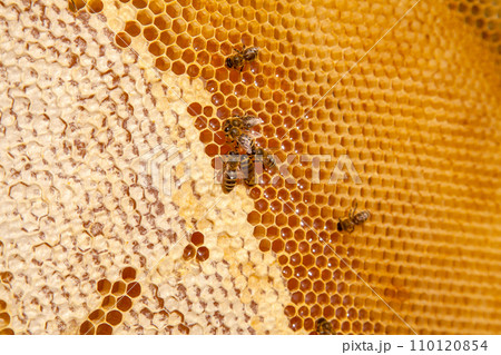 Working bees on the yellow honeycomb with sweet honey.. 110120854
