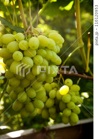 Bunch of green grapes in the garden. 110120953