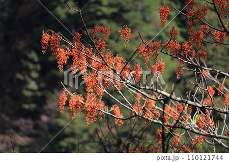 イイギリの赤い実 110121744