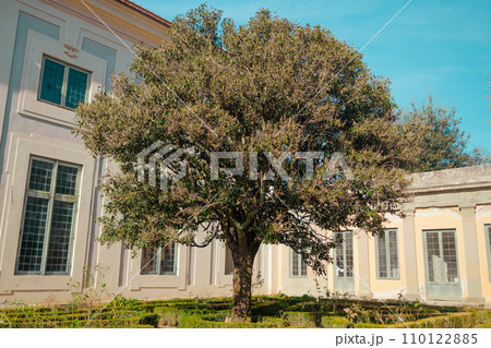 Big green tree in a Boboli Gardens. The Knight’s Building and Rampart. Florence, Tuscany. Italy 110122885