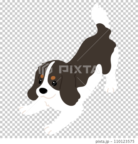 遊びに誘うシンプルで可愛いトライカラーのキャバリア・キング・チャールズ・スパニエル　主線なし 110123575