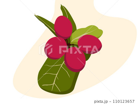 Vector miracle fruit Vector miracle fruit 110123657