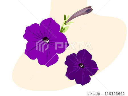 Vector petunia flower Vector petunia flower 110123662