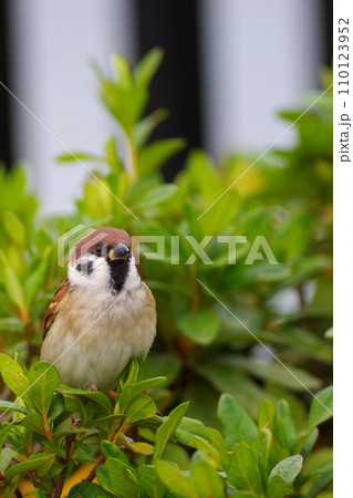 茂みでひと休みするスズメ 110123952