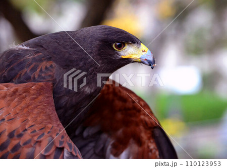 食事終わりのハリスホーク 食事終わりのハリスホーク 110123953