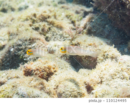 ヒリゾ浜の可愛いアカハチハゼ（ハゼ科）の幼魚。  静岡県伊豆半島賀茂郡南伊豆町中木から渡し船で渡るヒ 110124495