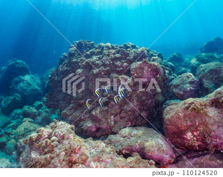 ヒリゾ浜の美しいツノダシ（ツノダシ科）の小群。  静岡県伊豆半島賀茂郡南伊豆町中木から渡し船で渡るヒ 110124520