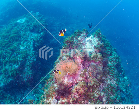ヒリゾ浜の美しいイソギンチャク畑の可愛いクマノミ（クマノミ亜科）の家族とミツボシクロスズメダイygの 110124521