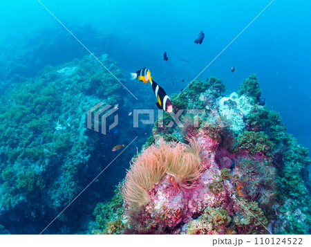 ヒリゾ浜の美しいイソギンチャク畑の可愛いクマノミ（クマノミ亜科）の家族とミツボシクロスズメダイygの 110124522