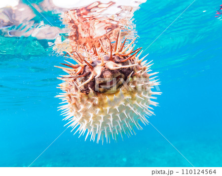 ヒリゾ浜の水面を漂う美しいハリセンボン（ハリセンボン科）。  静岡県伊豆半島賀茂郡南伊豆町中木から渡 110124564