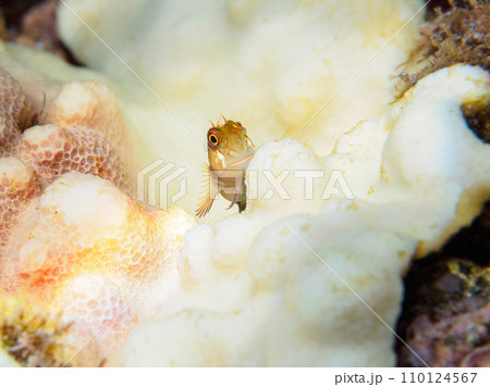 ヒリゾ浜の可愛いミノカエルウオ（イソギンポ科）の幼魚。  静岡県伊豆半島賀茂郡南伊豆町中木から渡し船 110124567