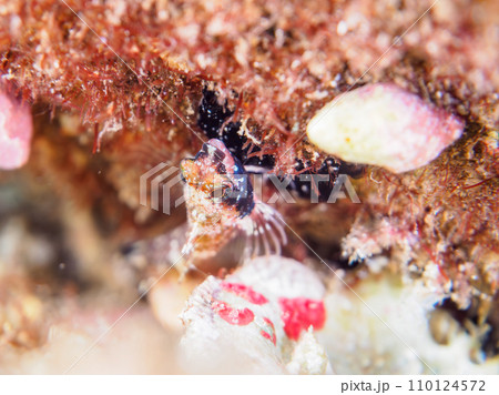 ヒリゾ浜の可愛いミヤケヘビギンポ（ヘビギンポ科）の幼魚。  静岡県伊豆半島賀茂郡南伊豆町中木から渡し 110124572