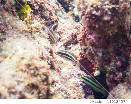 ヒリゾ浜の可愛いアオブダイ(ブダイ科)の幼魚他。  静岡県伊豆半島賀茂郡南伊豆町中木から渡し船で渡る ヒリゾ浜の可愛いアオブダイ(ブダイ科)の幼魚他。  静岡県伊豆半島賀茂郡南伊豆町中木から渡し船で渡る 110124574
