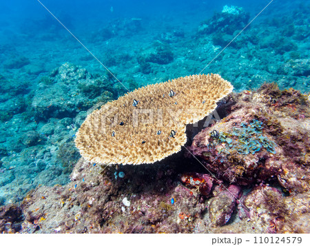 ヒリゾ浜のテーブルサンゴに住む可愛いフタスジリュウキュウスズメダイ、ミツボシクロスズメダイ（スズメダ 110124579