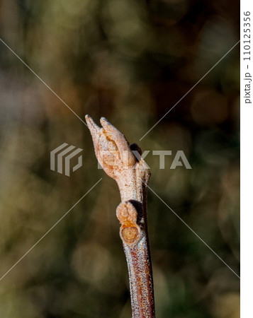 トウダイグサ科アカメガシワの冬芽と葉痕 トウダイグサ科アカメガシワの冬芽と葉痕 110125356
