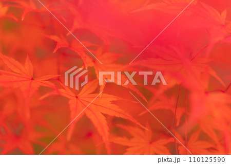 紅葉・秋 イメージ 紅葉・秋 イメージ 110125590