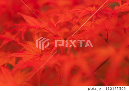紅葉・秋 イメージ 紅葉・秋 イメージ 110125596