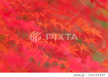 紅葉・秋 イメージ 紅葉・秋 イメージ 110125597
