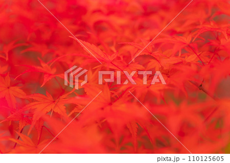 紅葉・秋 イメージ 110125605