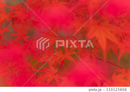 紅葉・秋 イメージ 紅葉・秋 イメージ 110125608