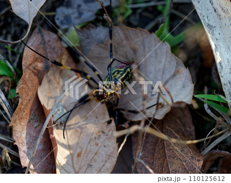寒さで力尽きたジョロウグモの♀ 寒さで力尽きたジョロウグモの♀ 110125612