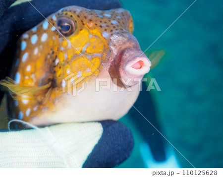 ヒリゾ浜の可愛いハコフグ（ハコフグ科）。  静岡県伊豆半島賀茂郡南伊豆町中木から渡し船で渡るヒリゾ浜 110125628