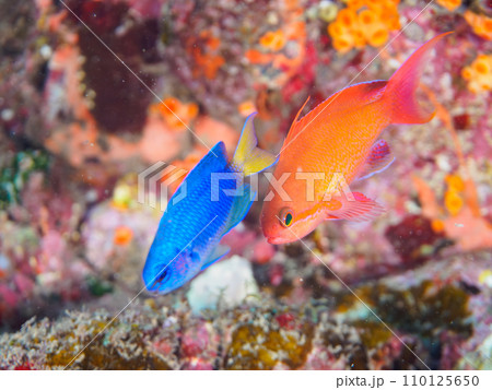 ヒリゾ浜の美しいキンギョハナダイ(ハナダイ亜科)。 静岡県伊豆半島賀茂郡南伊豆町中木から渡し船で渡 ヒリゾ浜の美しいキンギョハナダイ(ハナダイ亜科)。 静岡県伊豆半島賀茂郡南伊豆町中木から渡し船で渡 110125650