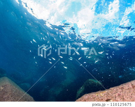 トガイ浜の美しいササムロ（タカサゴ科）の幼魚の大群。  静岡県伊豆半島賀茂郡南伊豆町中木から渡し船で 110125675