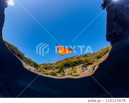 ヒリゾ浜の美しい水面の不思議なナンヨウツバメウオ(ツバメウオ属)の幼魚。  静岡県伊豆半島賀茂郡南伊 ヒリゾ浜の美しい水面の不思議なナンヨウツバメウオ(ツバメウオ属)の幼魚。  静岡県伊豆半島賀茂郡南伊 110125676