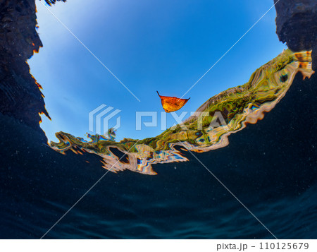 ヒリゾ浜の美しい水面の不思議なナンヨウツバメウオ（ツバメウオ属）の幼魚。  静岡県伊豆半島賀茂郡南伊 110125679