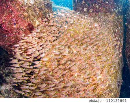 トガイ浜の美しいキンメモドキ（ハタンポ科）の幼魚の大群。  静岡県伊豆半島賀茂郡南伊豆町中木から渡し 110125691