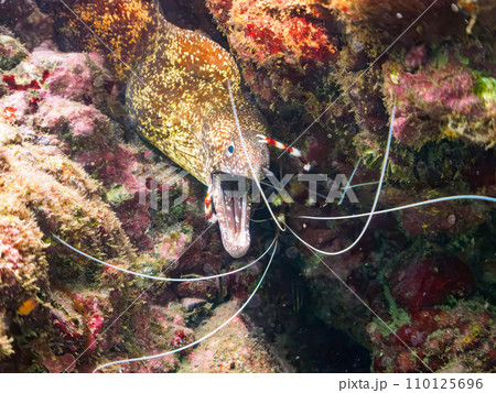 ヒリゾ浜の水中洞窟の大きなウツボ（ウツボ科）と美しいオトヒメエビ（オトヒメエビ科）のペア。  静岡県 110125696
