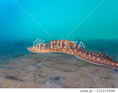 ヒリゾ浜の水中洞窟の大きなウツボ(ウツボ科)と美しいオトヒメエビ(オトヒメエビ科)のペア。 静岡県 ヒリゾ浜の水中洞窟の大きなウツボ(ウツボ科)と美しいオトヒメエビ(オトヒメエビ科)のペア。 静岡県 110125698