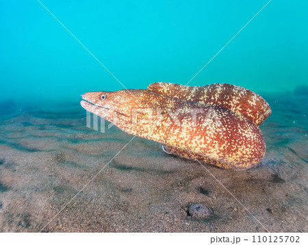 ヒリゾ浜の水中洞窟の大きなウツボ（ウツボ科）と美しいオトヒメエビ（オトヒメエビ科）のペア。  静岡県 110125702