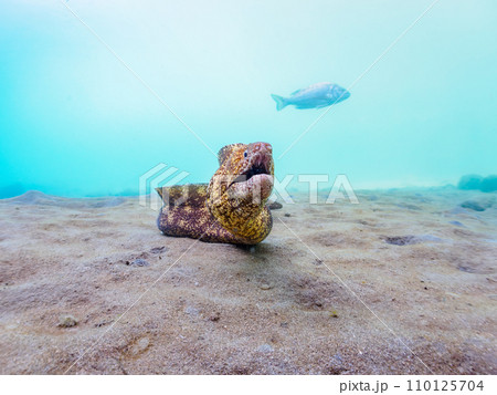 ヒリゾ浜の水中洞窟の大きなウツボ（ウツボ科）と美しいオトヒメエビ（オトヒメエビ科）のペア。  静岡県 110125704