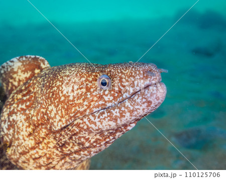 ヒリゾ浜の水中洞窟の大きなウツボ（ウツボ科）と美しいオトヒメエビ（オトヒメエビ科）のペア。  静岡県 110125706