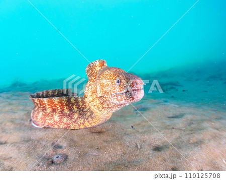 ヒリゾ浜の水中洞窟の大きなウツボ（ウツボ科）と美しいオトヒメエビ（オトヒメエビ科）のペア。  静岡県 110125708