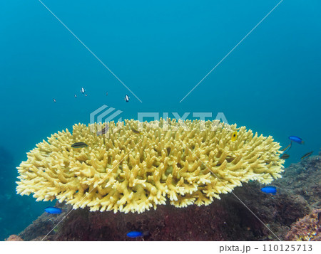 ヒリゾ浜のテーブルサンゴに住む可愛いスミツキトノサマダイ（チョウチョウウオ科）の幼魚、ソラスズメダイ 110125713