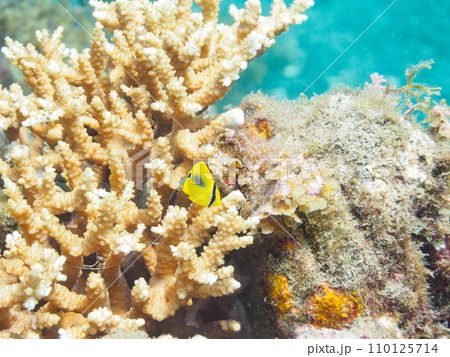 ヒリゾ浜のテーブルサンゴに住む可愛いスミツキトノサマダイ（チョウチョウウオ科）の幼魚、ソラスズメダイ 110125714