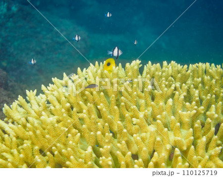 ヒリゾ浜のテーブルサンゴに住む可愛いスミツキトノサマダイ（チョウチョウウオ科）の幼魚、ソラスズメダイ 110125719