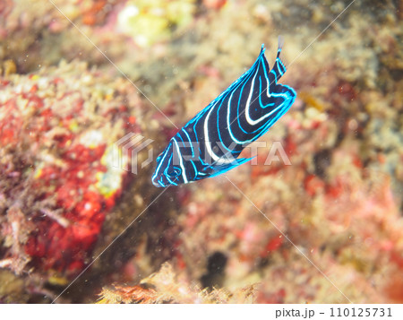 ヒリゾ浜の美しいサザナミヤッコ(キンチャクダイ科)の幼魚他。 静岡県伊豆半島賀茂郡南伊豆町中木から ヒリゾ浜の美しいサザナミヤッコ(キンチャクダイ科)の幼魚他。 静岡県伊豆半島賀茂郡南伊豆町中木から 110125731